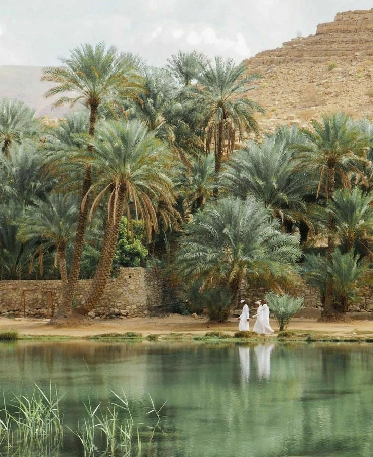 Palmiers et reflets dans l’eau d’une oasis